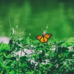 Monarch butterfly perched on green leaves and small white flowers with a blurred green background.