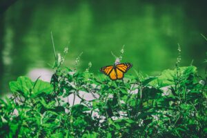 Monarch butterfly perched on green leaves and small white flowers with a blurred green background.